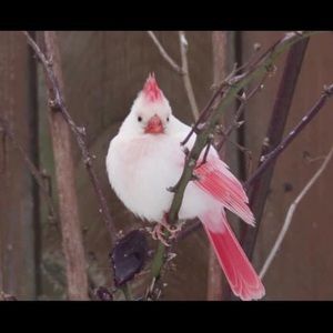 Meet your Posher, Tanya